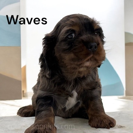 puppy, for, sale, Cocker Spaniel, Joe & Cherri  Overlease, dog, breeder, Miller, MO, dog-breeder, puppy-for-sale, forsale, nearby, find, puppyfind, locator, puppylocator, aca